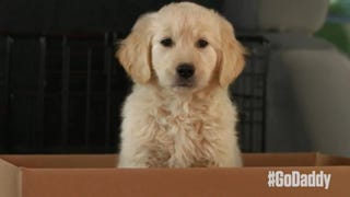 GoDaddy Pulls Controversial Puppy Super Bowl Ad Following Backlash