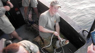 Prince Harry Looks Super Manly Wrangling a Crocodile