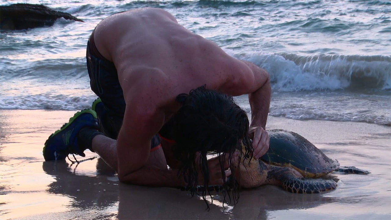 Watch a Sea Turtle Get CPR on 'The Island'