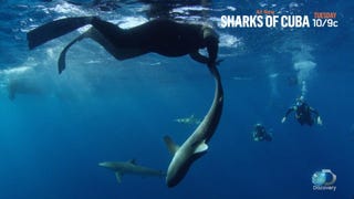 EXCLUSIVE: Discovery's Shark Week Goes to Cuba for the First Time!