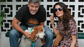 George and Amal Clooney Expand Their Family With Adorable Dog!