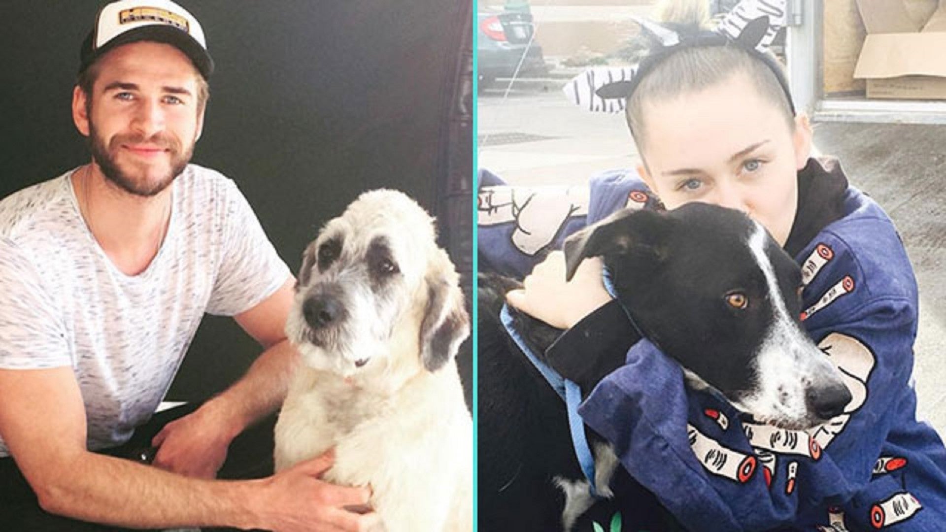 Miley Cyrus Helps Liam Hemsworth Adopt a Dog, Finds a Rescued Puppy of Her  Own | Entertainment Tonight