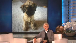Ellen DeGeneres Announces Her New Adorable 'Kid'!