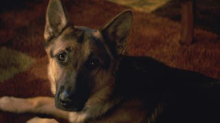 'A Dog's Purpose' Premiere Canceled After Release of Controversial Video