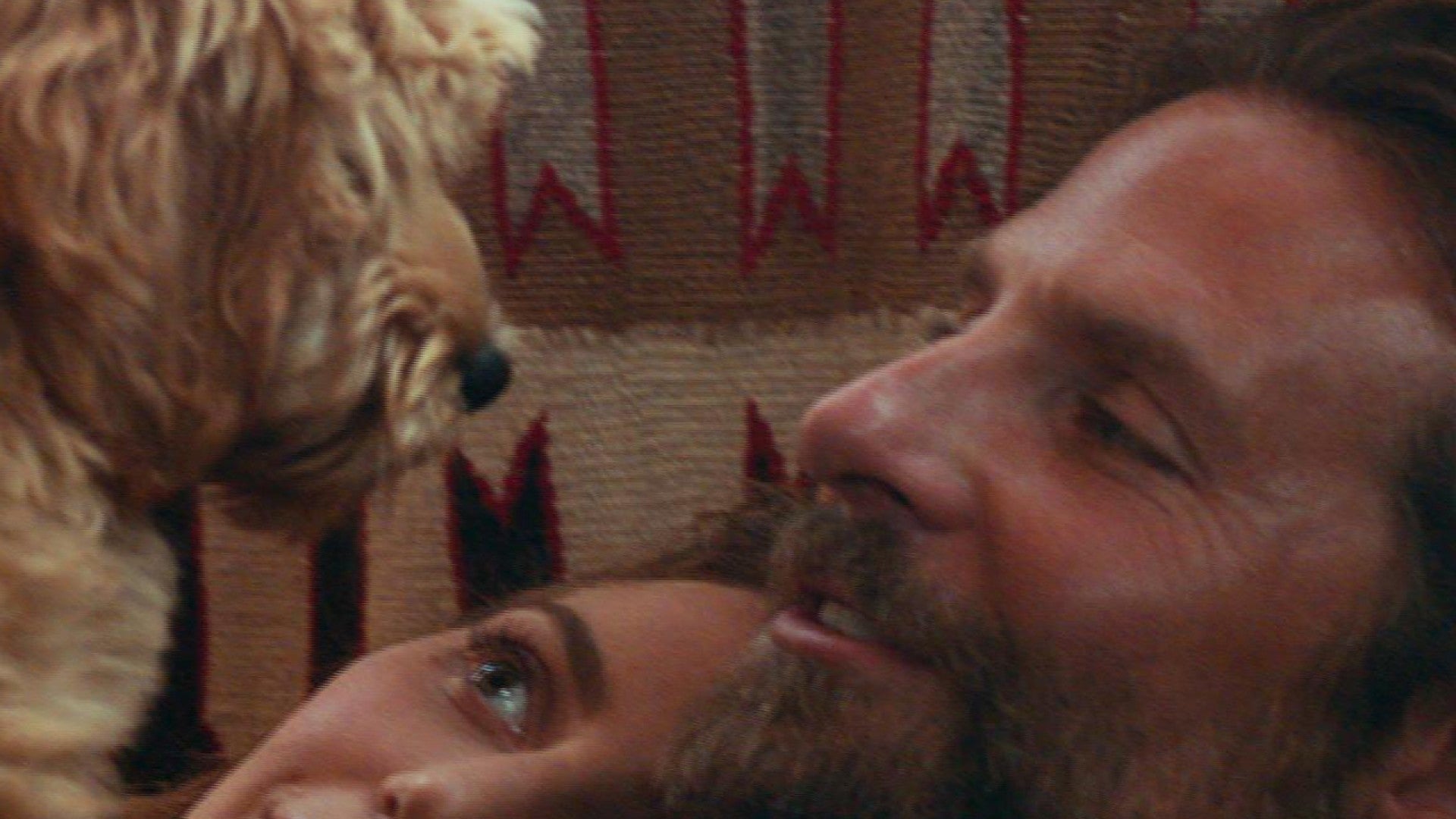 is the dog in a star is born bradley coopers
