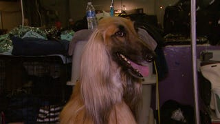 Westminster Dog Show: Inside the Competition With the Pampered Pooches!