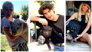 Celebrity Pet Pigs! Everything There Is to Know About Hollywood's Hogs