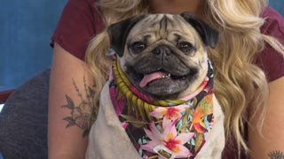 How Doug the Pug Became a Star!