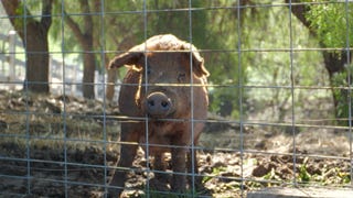 Meet the Pig Formerly Known as Ugly Betty, the True Star of 'The Biggest Little Farm' (Exclusive Clip)
