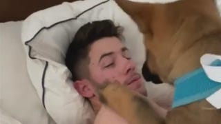 Priyanka Chopra Surprising Nick Jonas With a Puppy Is the Cutest Thing