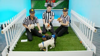 Meet the Adorable Pups Playing in This Year's Puppy Bowl!