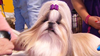Westminster Dog Show: Behind the Scenes With the Top Dogs (Exclusive) 