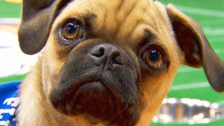 ‘Puppy Bowl’ 2021: Meet the 70 Adorable Dogs Preparing to Play Ruff