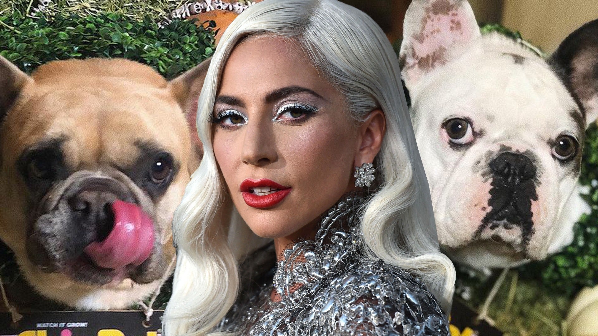 Gaga's Bulldogs Stolen Dog Shooting