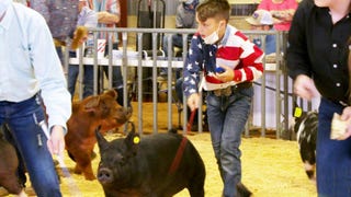 ‘Pig Royalty’ Family Dishes on Their Down and Dirty Competitive Hobby