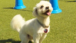 ‘America’s Top Dog’: Inside the Competition and Ruff Obstacle Course (Exclusive)