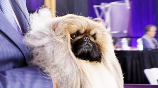 Meet the Westminster Kennel Club’s 2021 ‘Best in Show’ Winner, Wasabi  