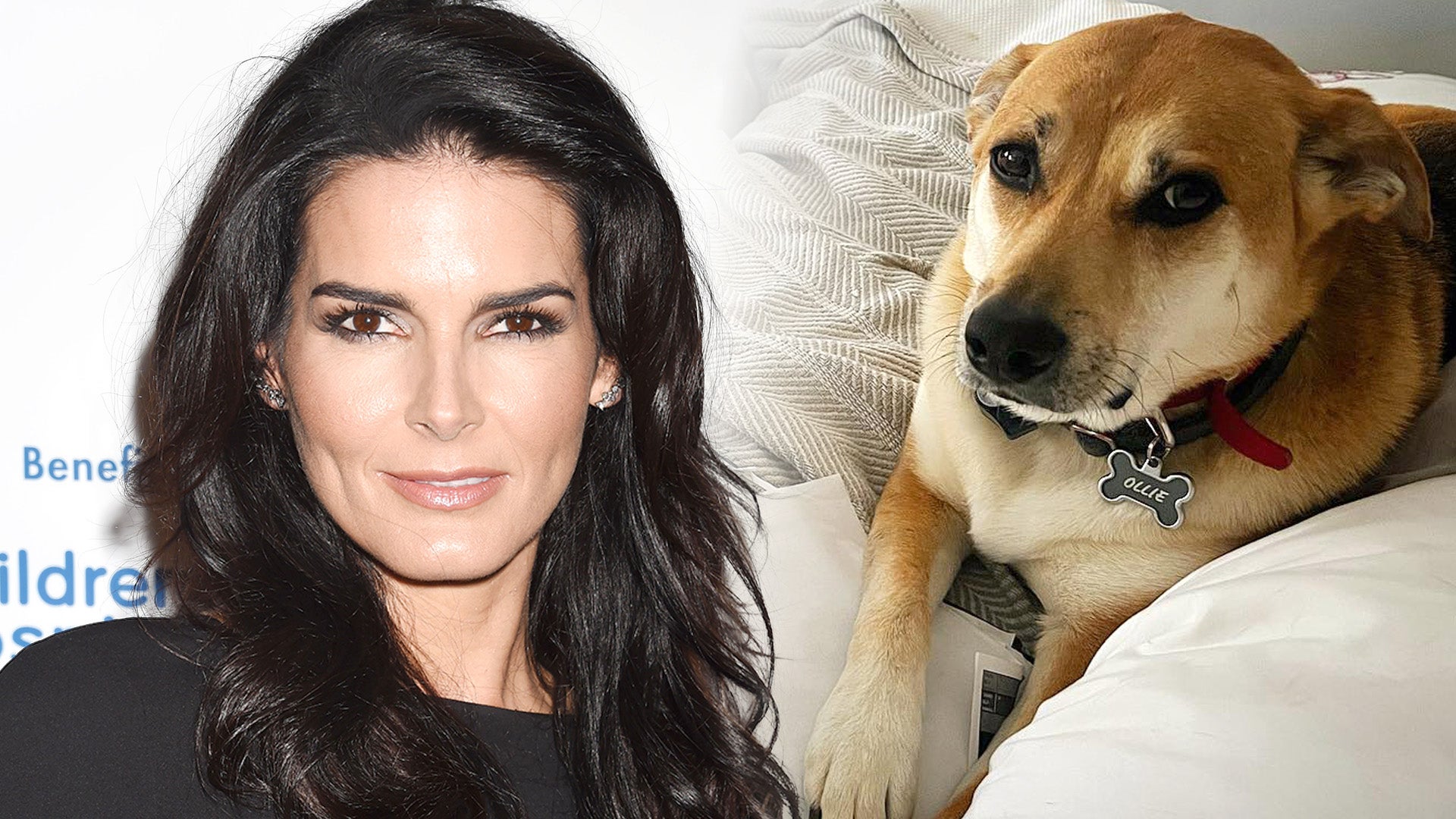 Angie Harmon's Dog Shot by Delivery Driver: Lawyer Explains Next Steps
