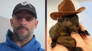 See 'Squirrel Dad's Tearful Message After Peanut the Squirrel, Racoon Fred Euthanized by Authorities