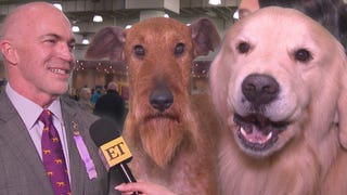 Inside The Westminster Kennel Club's 2025 Dog Show Preparations