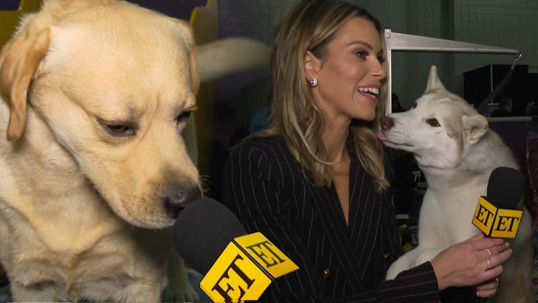 Inside the 2026 Westminster Kennel Club Dog Show Preps